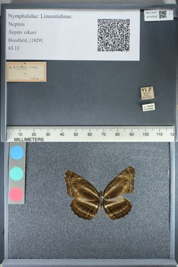 Media type: image;   Entomology 163002